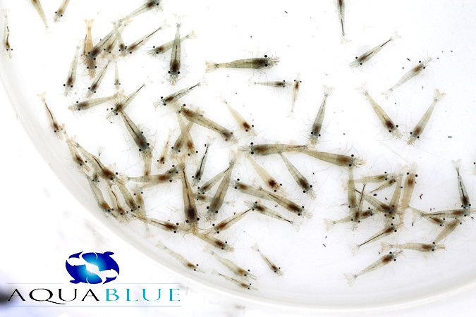 Aquablue - Glass Shrimp