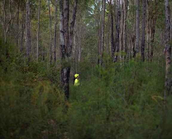 Rehabilitated forest at Alcoa’s Huntly bauxite mine.