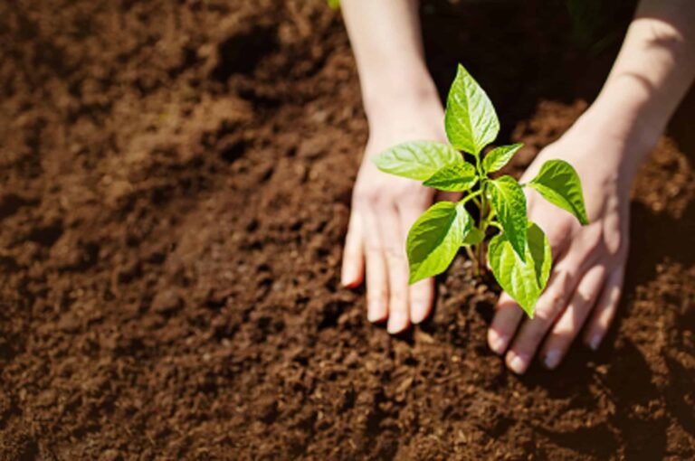 Seedling getting planted in the ground.