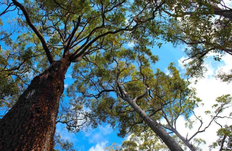 The WA EPA’s Worsley Mine Expansion – Revised Proposal report to the WA Environment Minister Reece Whitby is open for a three-week public appeal period, closing 29 July 2024.
