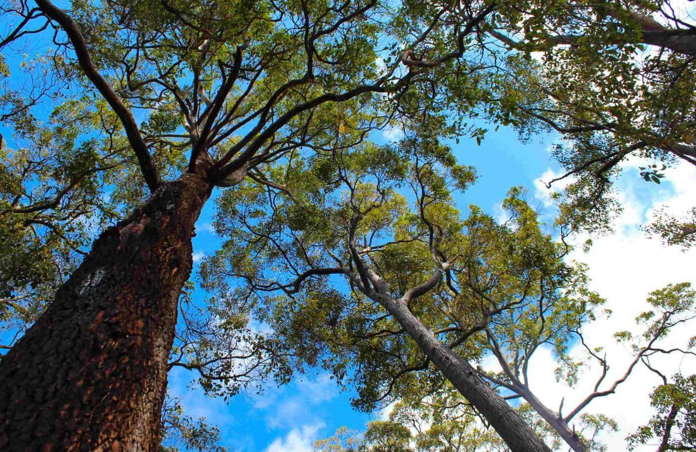 The WA EPA’s Worsley Mine Expansion – Revised Proposal report to the WA Environment Minister Reece Whitby is open for a three-week public appeal period, closing 29 July 2024.