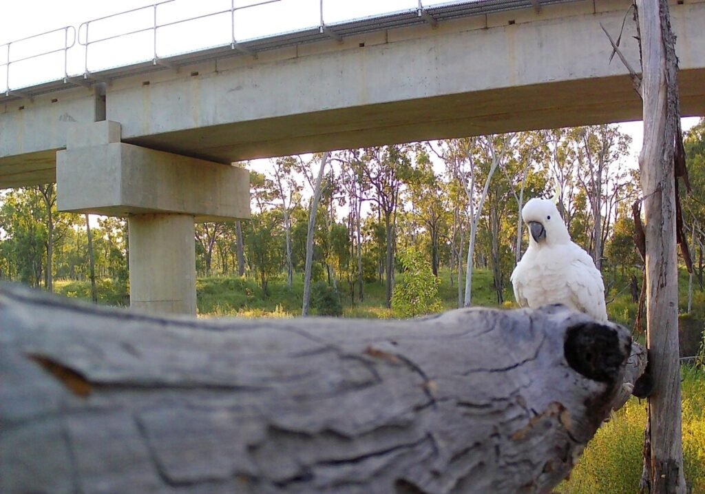 (Image source: Bravus Mining and Resources) Candid moments of wildlife making use of the fauna-friendly crossings along the Carmichael Rail Network.