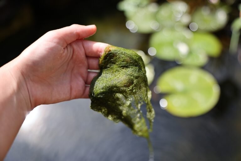 Global algae markets were valued at $3 – 8.4b (US$1.9 – 5.3b) in 2023, with a rapidly increasing annual growth of about 5-6%.
