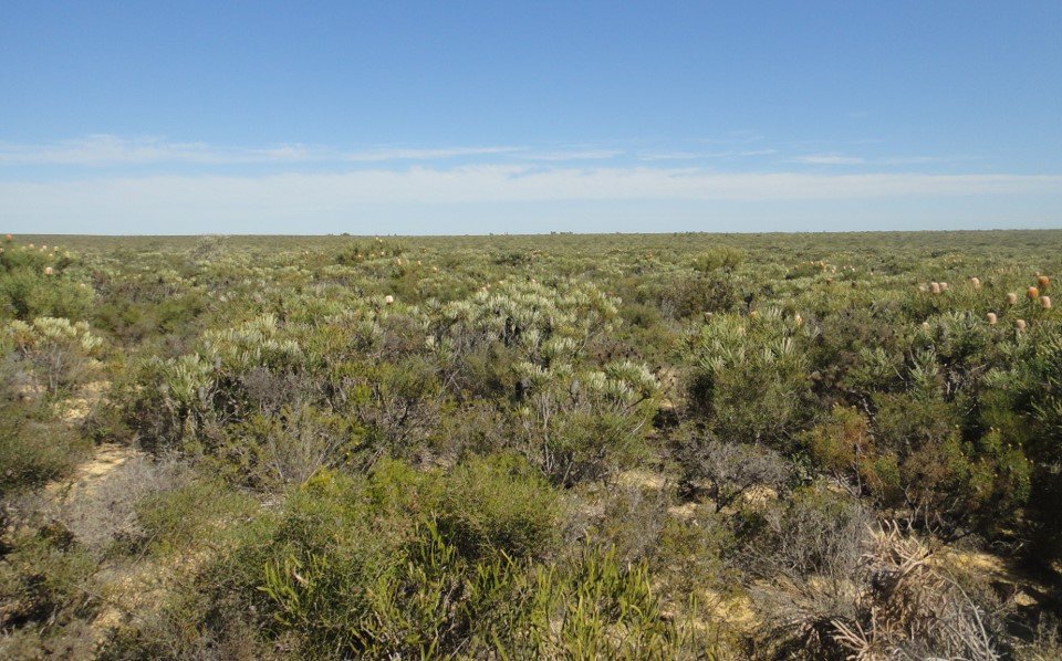 Arrowsmith Kwongan Heath